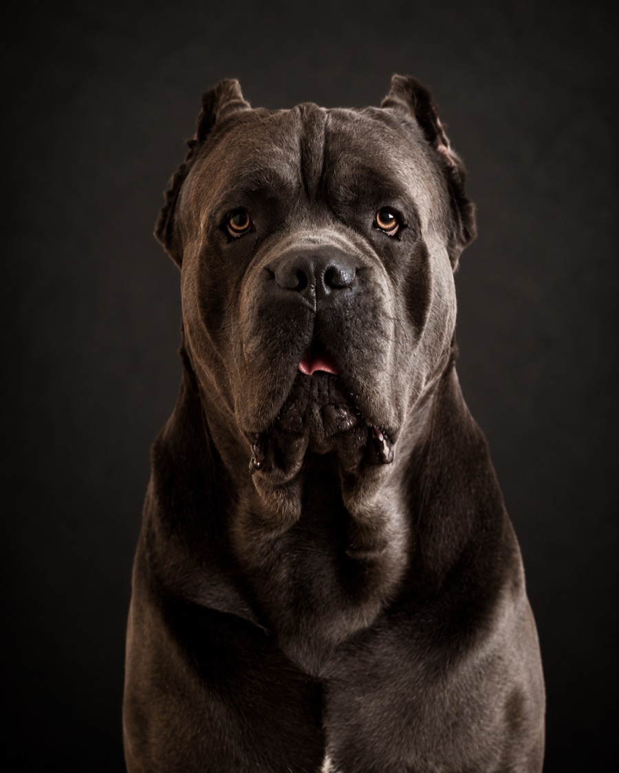 Dima, a Cane Corso — the Group’s guardian