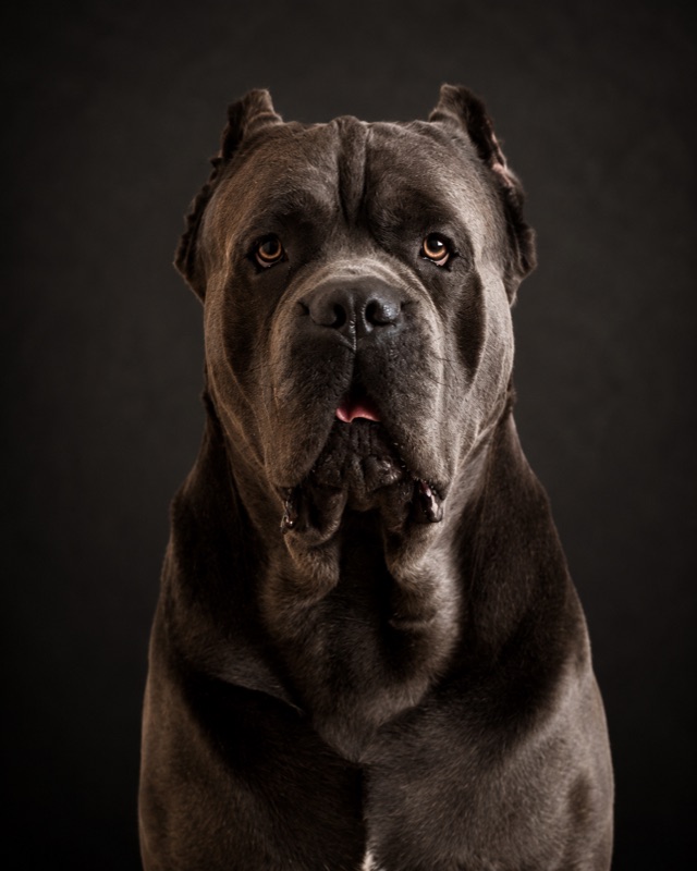 Dima, the Cane Corso